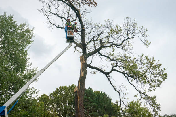 Reliable Carnot Moon, PA Tree Services Solutions