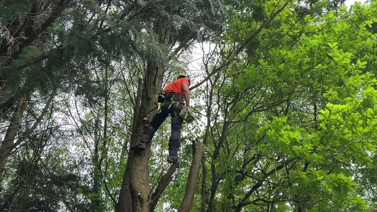 Best Tree Preservation Services  in Carnot Moon, PA