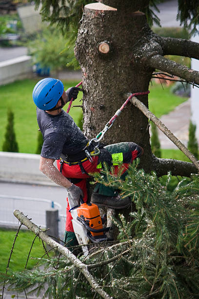  Carnot Moon, PA Tree Services Pros