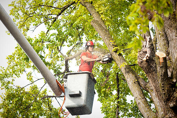 Best Tree Cabling and Bracing  in Carnot Moon, PA